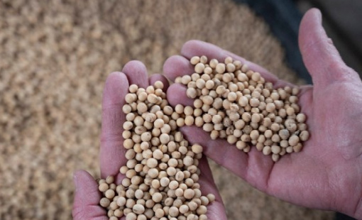 Trung Quốc mua 10 lô hàng đậu tương của Mỹ theo các hợp đồng mới