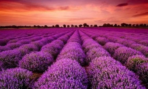 Một cổ phiếu công ty chứng khoán “bốc đầu” kịch trần ngay trước thềm họp ĐHCĐ bất thường