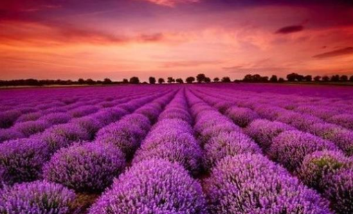 Cổ phiếu doanh nghiệp gần 70 năm tuổi bất ngờ "tím lịm" 7 phiên liên tiếp, điều gì đang diễn ra?