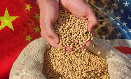 Bắc Kinh nới lỏng thuế nông sản Mỹ, giá đậu tương vẫn cao do duy trì thuế 13%