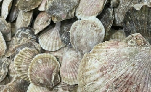 Trung Quốc nối lại nhập khẩu thủy sản Nhật Bản sau hơn 1 năm gián đoạn