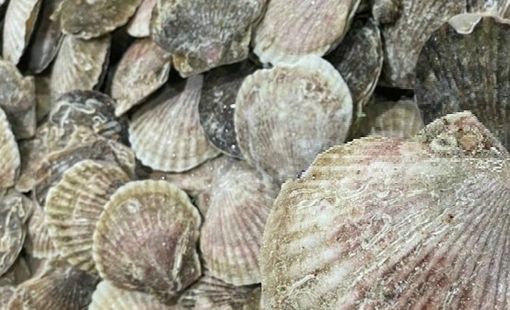 Trung Quốc nối lại nhập khẩu thủy sản Nhật Bản sau hơn 1 năm gián đoạn