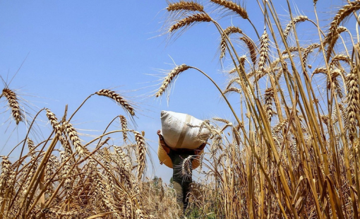 Trung Quốc mua lô hàng lúa mỳ đầu tiên từ Mỹ kể từ năm 2024