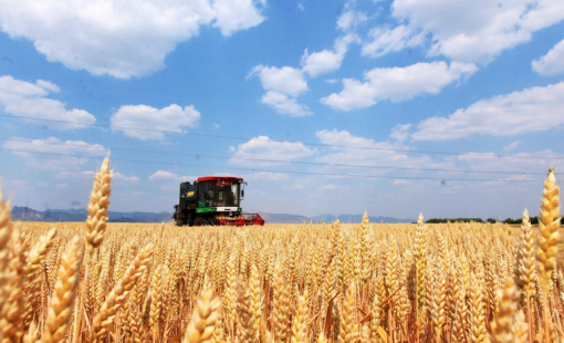 Sản lượng lương thực Trung Quốc đạt mức cao kỷ lục năm 2025