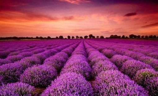 Một mã cổ phiếu bốc đầu kịch trần liên tiếp sau thông tin "ông lớn" âm nhạc rót vốn