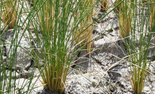 Tin buồn cho gạo Việt Nam, Thái Lan: Nền kinh tế lớn nhất Đông Nam Á tuyên bố đã tự túc hoàn toàn gạo và ngô, chấm dứt nhập khẩu từ năm 2025