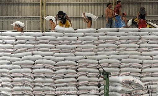 Gạo dự trữ của Indonesia dự kiến đạt kỷ lục trong năm 2025