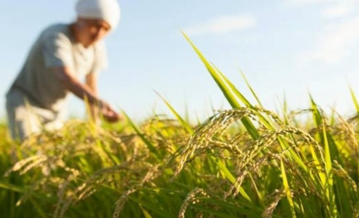 Buồn của nền kinh tế lớn thứ 4 thế giới: Nhập khẩu gạo tăng gấp 100 lần, hàng nội địa ‘bão chồng bão’