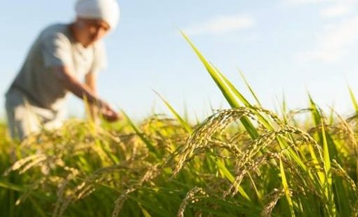Buồn của nền kinh tế lớn thứ 4 thế giới: Nhập khẩu gạo tăng gấp 100 lần, hàng nội địa ‘bão chồng bão’