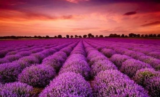 Doanh nghiệp BĐS đầu tiên công bố lợi nhuận 2025 tăng hơn 100%, cổ phiếu lập tức "tím lịm"