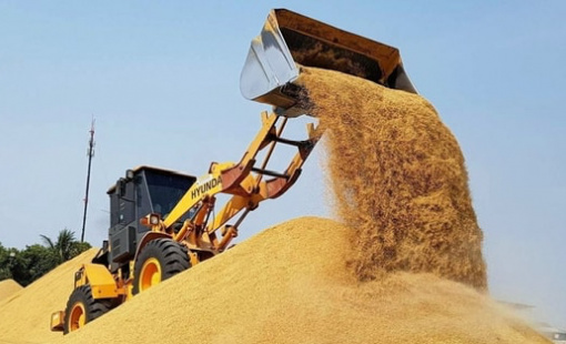 Vựa lúa lớn nhất thế giới tồn kho tăng kỷ lục, đối thủ của gạo Việt Nam nhận tin không vui
