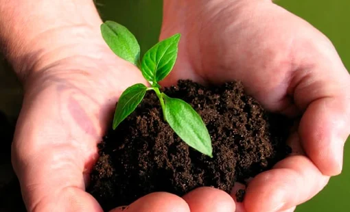 CTCK điểm tên doanh nghiệp phân bón tiềm năng 2026, kỳ vọng tăng trưởng 2 chữ số