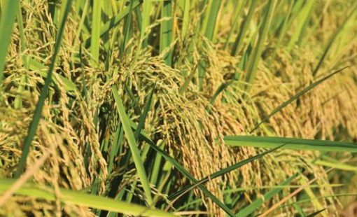 Giá gạo lao dốc, Thái Lan bất ngờ tìm ra một vị cứu tinh tại châu Á: Xuất khẩu gấp 6 lần năm trước cộng lại, là quốc gia đang thiếu hụt trầm trọng