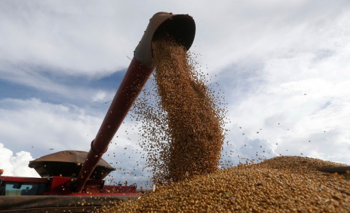 Trung Quốc thận trọng nối lại nhập khẩu đậu tương Mỹ