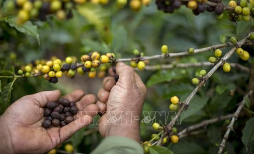 Sản lượng cà phê năm 2025 của Brazil ước tăng 4,3%