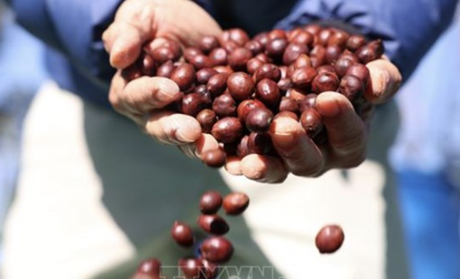 Cà phê trong cơn "bão giá"