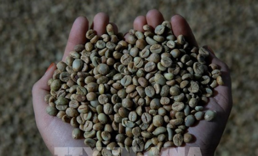 Cà phê đang trở nên "đắng" hơn với người Đức