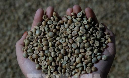 Cà phê đang trở nên "đắng" hơn với người Đức