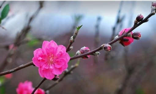 Sau Tết Âm lịch, chứng khoán Việt Nam thường biến động ra sao?