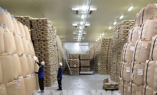 Nhật Bản đặt mục tiêu tăng gấp 8 lần xuất khẩu gạo vào năm 2030