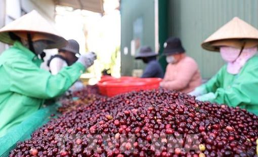 Chính sách thuế quan đe dọa đẩy giá cà phê Mỹ tăng cao kỷ lục