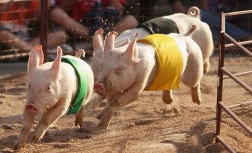 Giá lợn neo cao, “đại gia” chăn nuôi ước lãi tăng trưởng 450% trong quý đầu năm