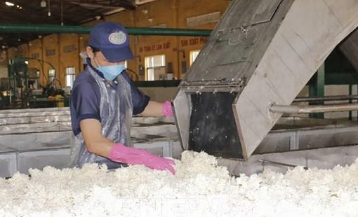 Nguy cơ thiếu hụt cao su toàn cầu trong năm 2025