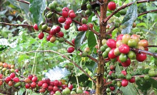 Thị trường cà phê có thể chững lại do đòn thuế quan của Mỹ