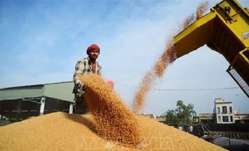 Giá gạo Thái Lan chạm "đáy" của hơn 3 năm