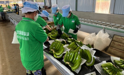 Lãi lớn nhờ bán chuối, Hoàng Anh Gia Lai nối dài chuỗi 16 quý lãi liên tiếp