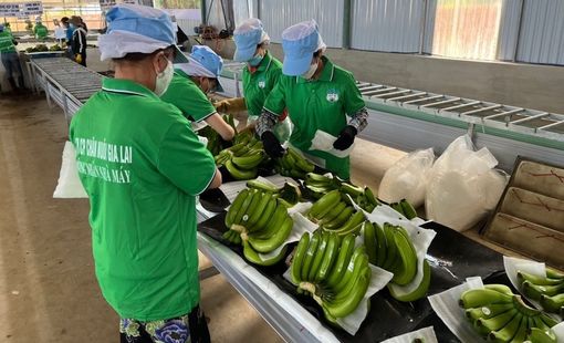 Lãi lớn nhờ bán chuối, Hoàng Anh Gia Lai nối dài chuỗi 16 quý lãi liên tiếp