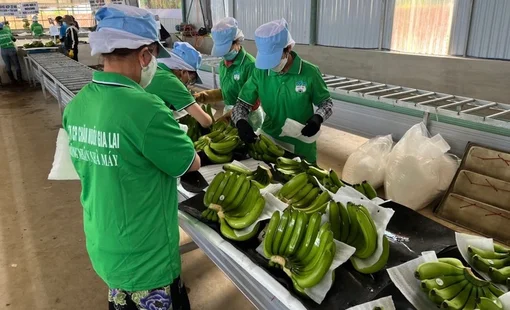 Lãi lớn nhờ bán chuối, Hoàng Anh Gia Lai nối dài chuỗi 16 quý lãi liên tiếp