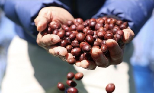 Thuế mới của Mỹ đe dọa chuỗi cung ứng cà phê toàn cầu