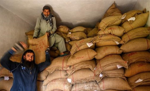 Thị trường nông sản: Đồng rupee mạnh đẩy giá gạo Ấn Độ tăng cao bất chấp nhu cầu yếu