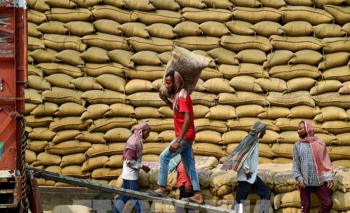 Giá gạo Ấn Độ giảm sâu