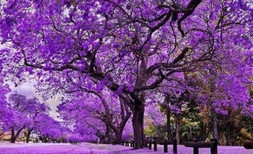 Cổ phiếu một doanh nghiệp logistics “tím lịm” sau tin thưởng cổ phiếu tỷ lệ 160%, thị giá leo dốc hơn 50% sau 3 tháng