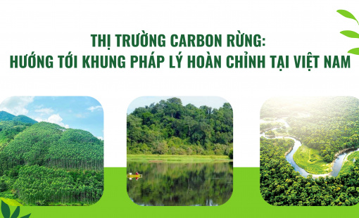 Thị trường carbon rừng: Hướng tới khung pháp lý hoàn chỉnh tại Việt Nam