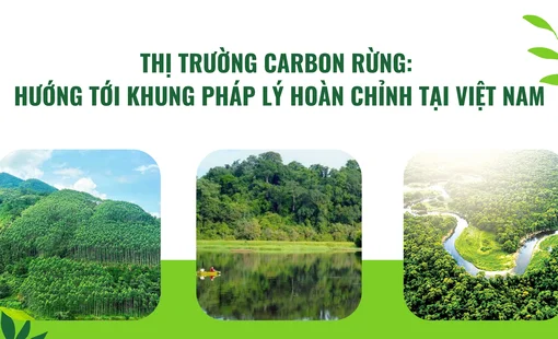 Thị trường carbon rừng: Hướng tới khung pháp lý hoàn chỉnh tại Việt Nam