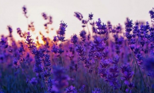 "Sóng" cuồn cuộn tại nhóm cổ phiếu bất động sản dân cư, loạt mã DXG, DXS, HDC, NHA... đồng loạt tăng trần, còn cơ hội đầu tư?