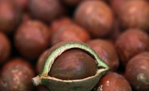 Các nhà sản xuất sô-cô-la châu Âu vẫn lao đao sau cơn sốt giá ca cao