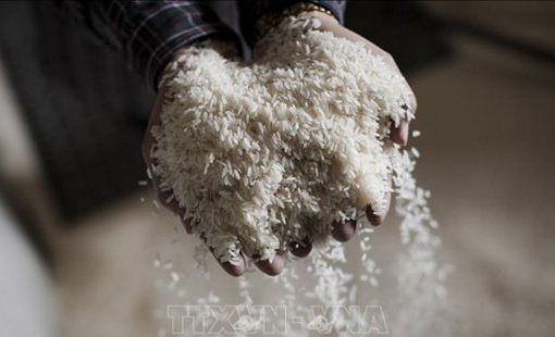 Giá gạo Ấn Độ giảm tuần thứ ba liên tiếp