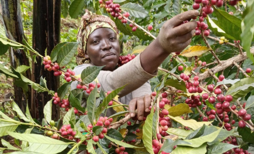 Uganda Vượt Ethiopia Trở Thành Nhà Xuất Khẩu Cà phê Số 1 Châu Phi