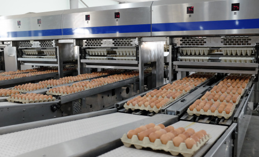 Gia cầm Hòa Phát tăng trưởng lợi nhuận 135% nhờ giá trứng hồi phục