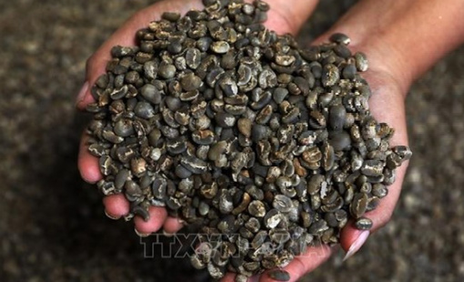 Thời điểm vàng của cà phê Thái Lan