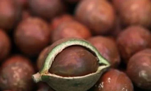 Ca cao Brazil trước nguy cơ không thể vào Mỹ