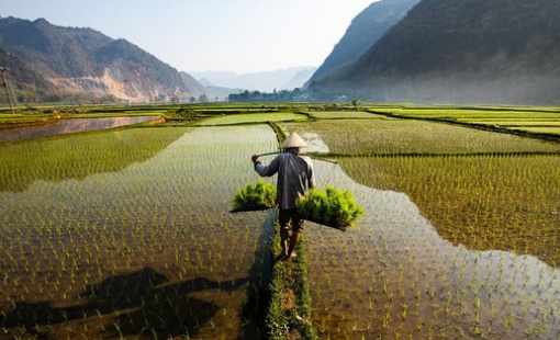 Việt Nam vượt Thái Lan, trở thành nhà xuất khẩu gạo lớn thứ 2 thế giới