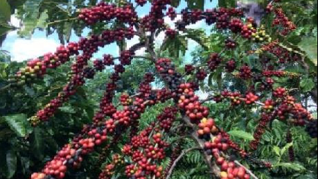 Ngành cà phê Brazil lo ngại mất thị phần tại Mỹ