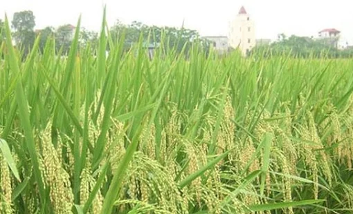 Một công ty nông nghiệp báo lãi gần 1,5 tỷ đồng/ngày trong 6 tháng đầu năm 2025