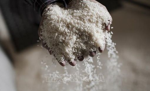 Indonesia chỉ nhập khẩu gạo cho nhu cầu ẩm thực đặc thù