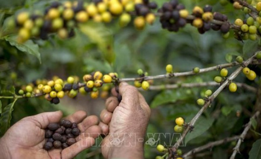 Xuất khẩu cà phê hòa tan Brazil sang Mỹ giảm 60%